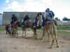 Escapade en chameau, calche et cheval