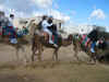 Escapade en chameau, calche et cheval
