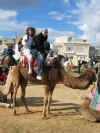 Escapade en chameau, calche et cheval