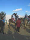 Escapade en chameau, calche et cheval