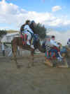 Escapade en chameau, calche et cheval