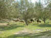 mouton