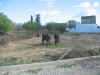 vache