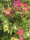 Hotel ANAIS : FLEURS
