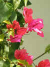 Hotel ANAIS : FLEURS